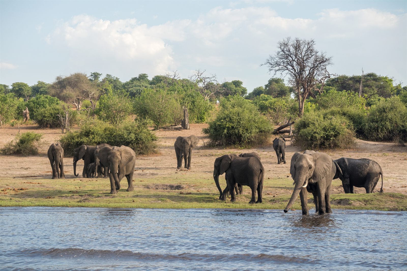 Elephants at the water’s edge along an African river